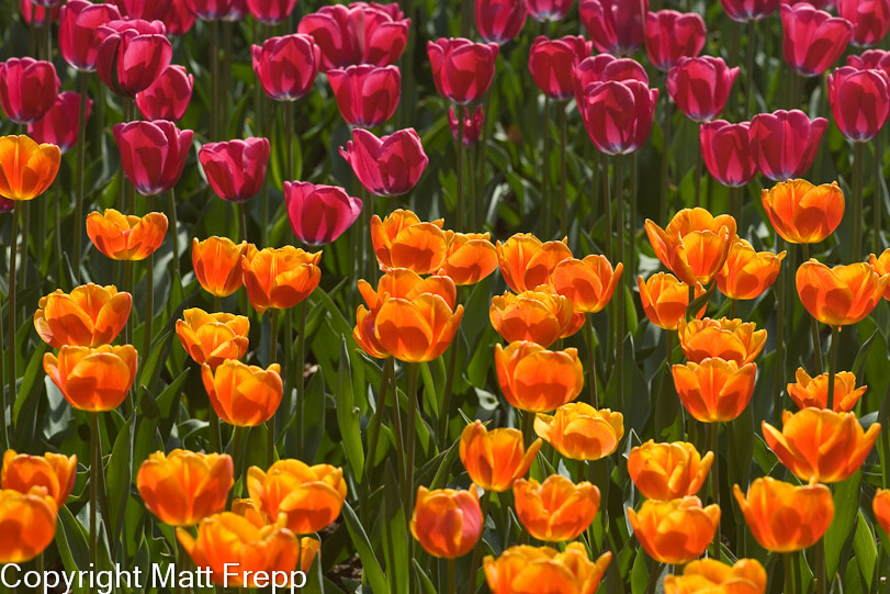 Keukenhof