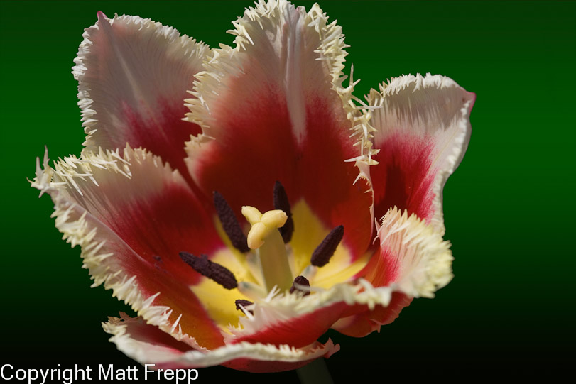 Keukenhof