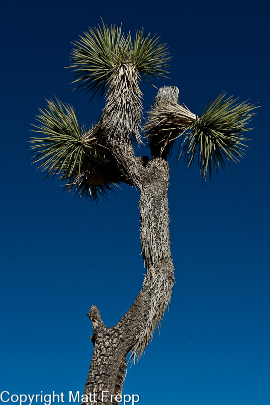 Palm Springs