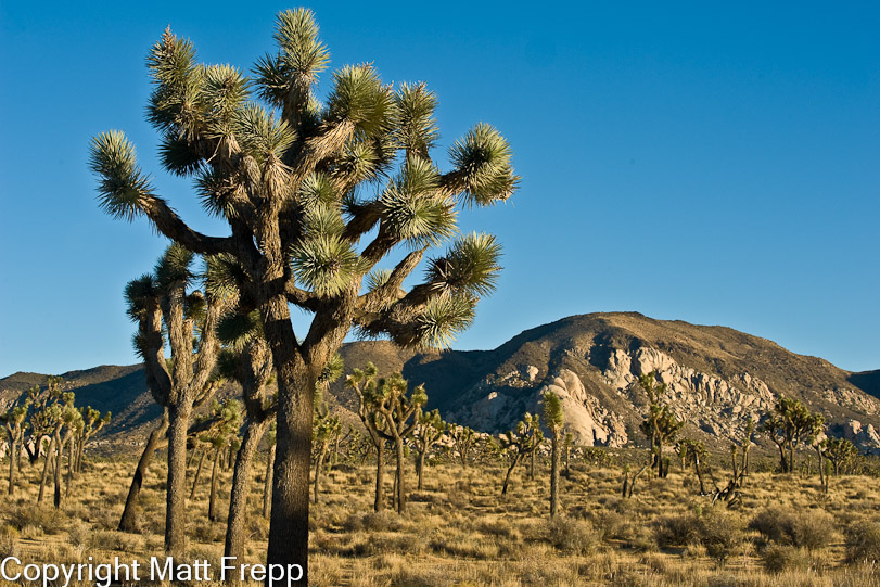 Palm Springs